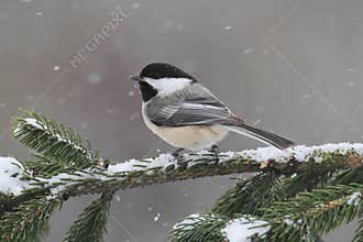 Chickadee on a branch with snow