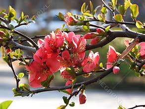 The blooming Chaenomeles in spring