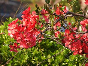 The blooming Chaenomeles in spring