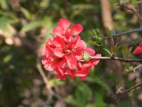 The blooming Chaenomeles in spring