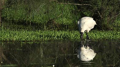 A royal spoonbill moves its bill through the water to look for food.