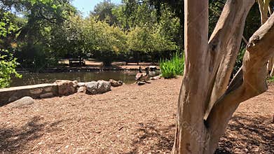 footage of a gorgeous spring landscape with a pond, lush green trees and flowers at Descanso Gardens La Canada Flintridge