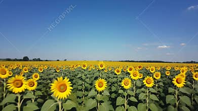 4K video capturing a vibrant sunflower field under a bright sun, showcasing the beauty of nature and the essence of summer.