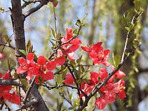 The blooming Chaenomeles in spring