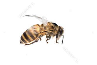 Honey bee isolated