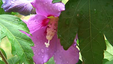 Bee visiting a bloom of hibiscus