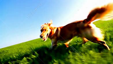 Two dogs running chasing playing green field sunny day canine fun energy joy stock footage Generative AI