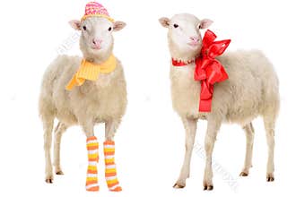 Two Sheep in Christmas clothes