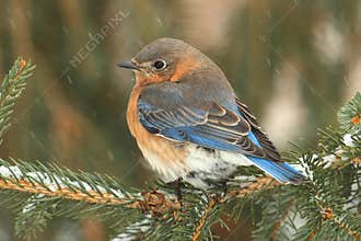 Female Eastern Bluebird in Snow
