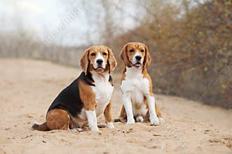 Two funny beagle dogs
