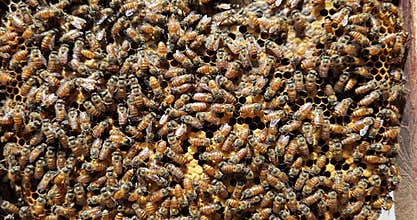 Honey bees working on hive close up, beehive honeycomb colony activity, apiculture pollination nature.