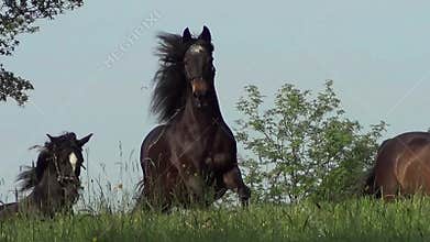 Horses galloping free on meadow