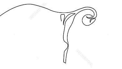 Animated female uterus continuous line drawing minimal health loop