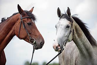 Two horses
