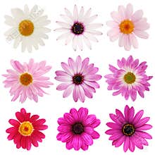 Pink daisy collection
