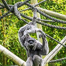Family of Silvery gibbon, Hylobates moloch in a German park
