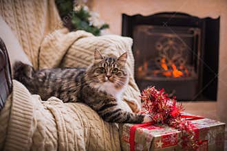 Cat, new year holidays, christmas, christmas tree