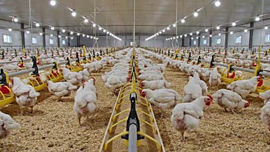 Wide interior shot of massive modern poultry farm facility filled with rows of white broiler chickens, agriculture concept