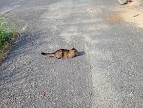 A cat lying down