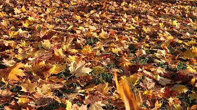 Autumn bright maple leaves fall down and cover the ground