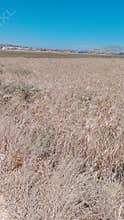 Dry grass field under blue sky in rural landscape