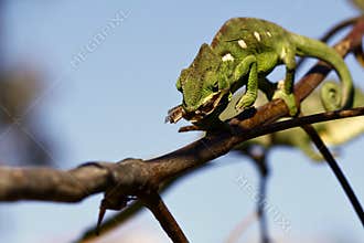Hunting Carpet Chameleon (Furcifer lateralis lateralis) - Rare M