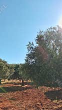 Olive trees orchard under blue sky