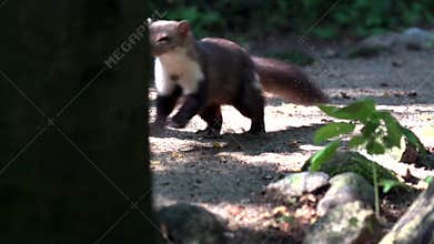 Stone marten - in summer