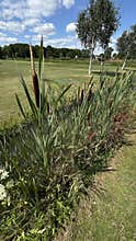 Brown cattails beside grassy ditch in sunny park with birch trees, open