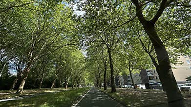 Tree-lined city avenue with shaded bike lane under green canopy of