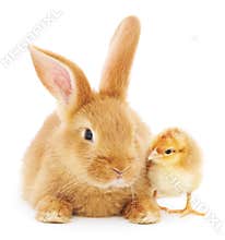 Rabbit and chicken
