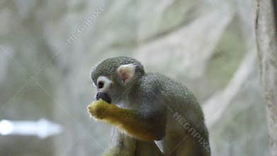 Mammals-monkeys Squirrel squirrel