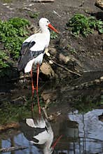 White Stork