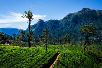 Tea Plantation
