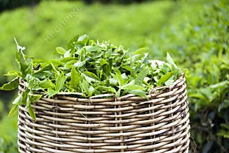 Tea Leaf Basket