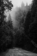 Foggy Forest Road