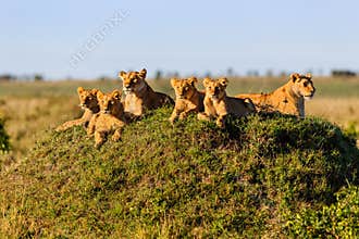 Rekero Lion Pride in Masai Mara