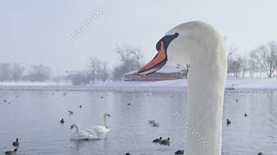 Mute Swan - Cygnus olor