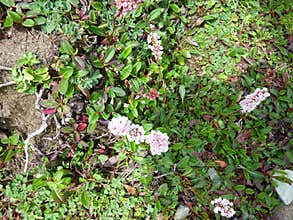 Polygonum affine, Himalayan bistort, Mountain knotweed,