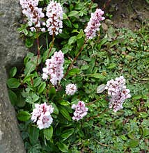 Polygonum affine, Himalayan bistort, Mountain knotweed,