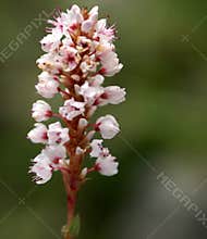 Polygonum affine, Himalayan bistort, Mountain knotweed,