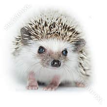 Atelerix albiventris, African pygmy hedgehog.