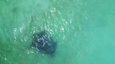 Sea turtle swimming in plastic polluted ocean water. Perfect aerial view drone