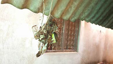 Purple Rumped Sunbird Building Hanging Nest Close-Up