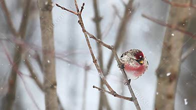 Common Redpoll in the snow