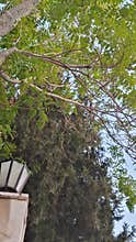 Tree Branches and Street Lamp Against Blue Sky