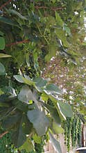 Fresh fig leaves on tree in Damascus Syria