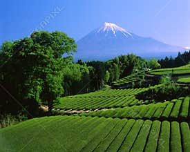 Mt fuji-443