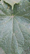 Detailed close up of green cucumber leaf texture in garden