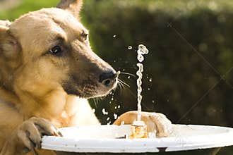 Thirsty dog